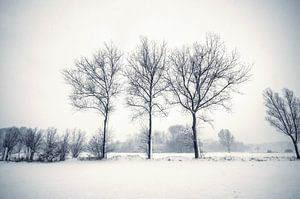 Sneeuw - Duotone von Angelique Brunas