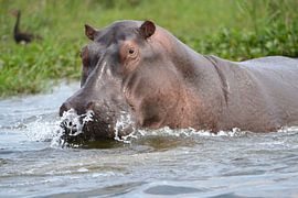 Rivierreus by Frank Heinen