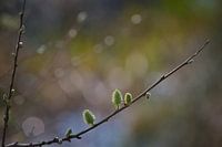 Spring shows itself Willow catkins