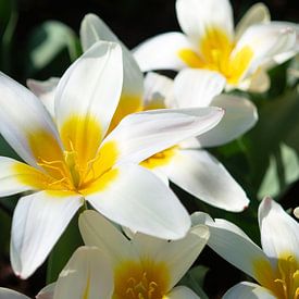 Tulipe blanche avec des accents jaunes sur Ivonne Fuhren-van de Kerkhof