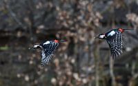 Woodpecker