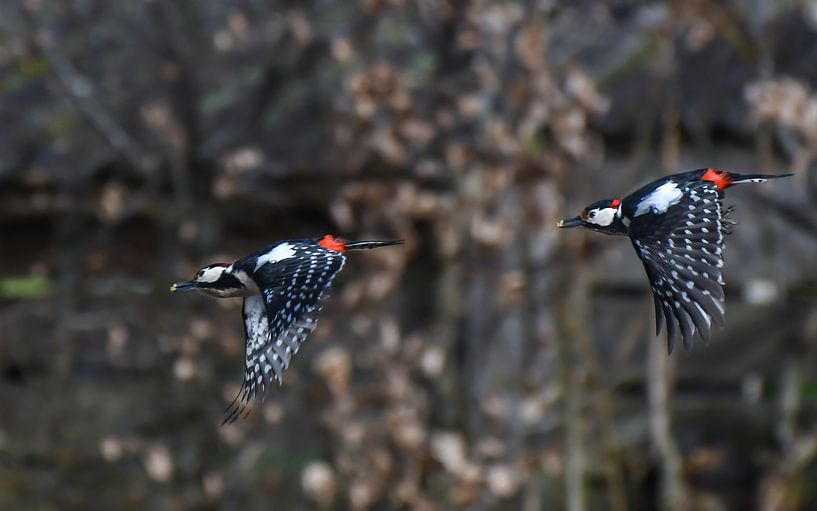 Woodpecker by Henk de Boer