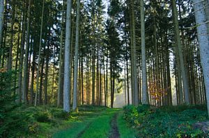 Spätherbst im Schwarzwald
