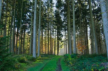 Spätherbst im Schwarzwald van Tanja Voigt