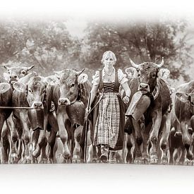 Viehscheid Herde mit Hirten von kuh-bilder.de