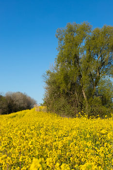 Leuchtend gelbe Rapssamen im Frühjahr in den Niederlanden