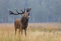 De Baas