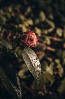 Blühende Blume
