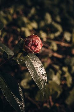 Fleur en floraison