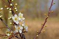 witte lente bloesem