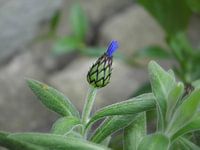 Gartenpflanze