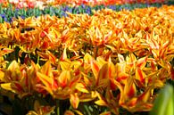 Tulp geel en rood. van Fleksheks Fotografie thumbnail