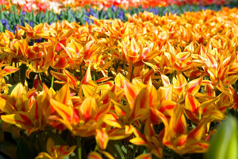 Tulp geel en rood. van Fleksheks Fotografie