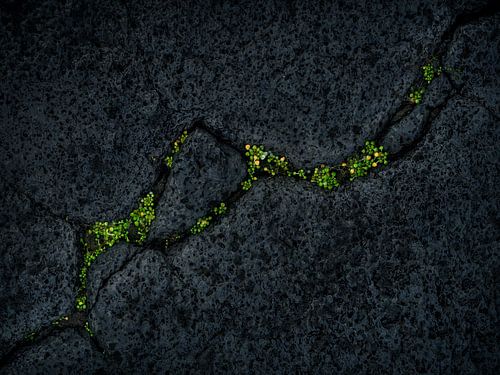 After the Fire – New Life in Lava Rock