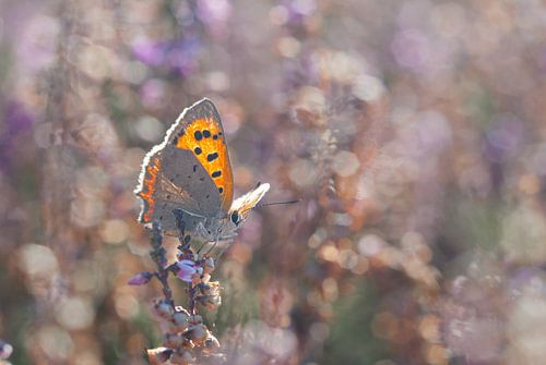 Vuurvlinder in heide