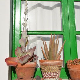 Groen raamkozijn met terracotta potten en vetplanten Lanzarote van My Footprints