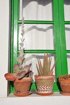 Groen raamkozijn met terracotta potten en vetplanten Lanzarote van My Footprints