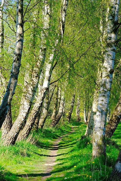 Birkenweg by Ostsee Bilder