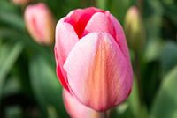 Tulp
