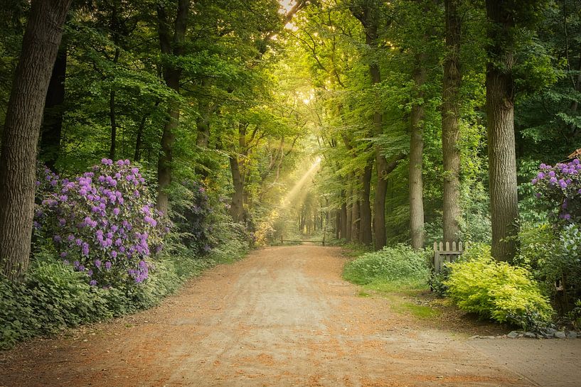 Rhododendren in einer Waldallee mit Sonnenstrahlen - Spaarbank-Wald bei Hoogeveen von KB Design & Photography (Karen Brouwer)