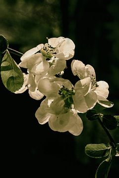 Quince  Blossom