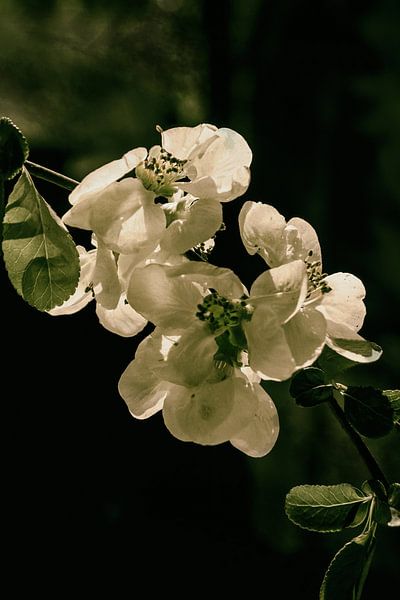 Quince Blossom par Christine Nöhmeier