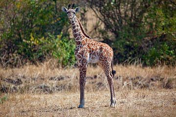 Baby Giraffe van Peter Michel