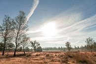 Hoge Veluwe in the morning by Mascha Boot thumbnail