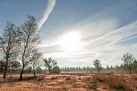 Hoge Veluwe in the morning