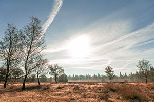 Hoge Veluwe in de ochtend van Mascha Boot