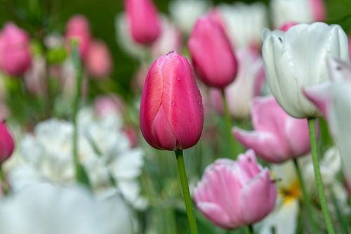 Tulp met dauwdruppel