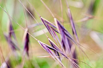 buigende halmen in het gras