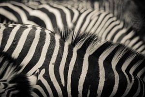 Zebras by Studio Allee