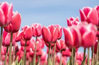 pink tulips in a tulip field photographed from below