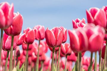 roze tulpen in een tulpenveld van onderen gefotografeerd van Margreet Riedstra