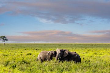 Two elephants in the grass by Tilo Grellmann