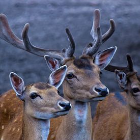Deer hunter von Youri van der Blij