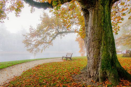 Romantisch bos in Leiden