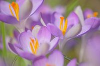 Krokus
