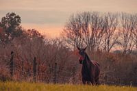 Cheval sur la lande