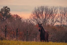 Horse on the heath by Dieter Emmerechts