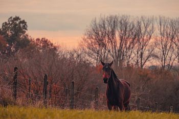 Horse on the heath