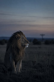 Lone Lion at Dusk – A Majestic Lion at Dusk by Design Wall Arts