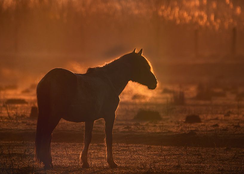 king horse by natascha verbij