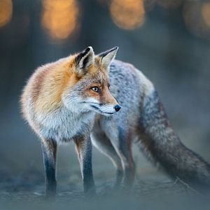 red fox