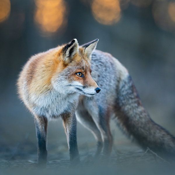 Rotfuchs von Pim Leijen