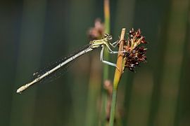 Libellule sur un roseau sur Ulrike Leone