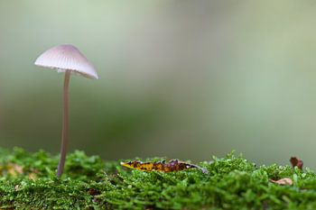 Eenzame Paddenstoel in het groene mos