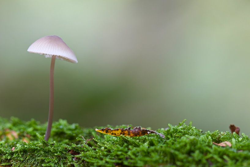 Champignon solitaire dans la mousse verte par Mireille Breen