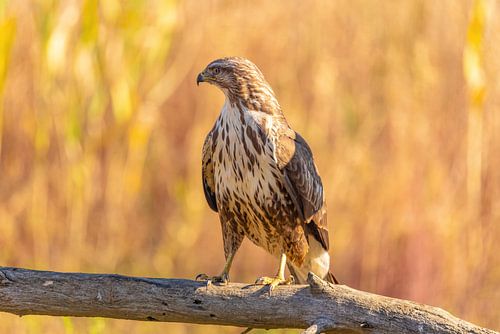 Buizerd (Buteo buteo)